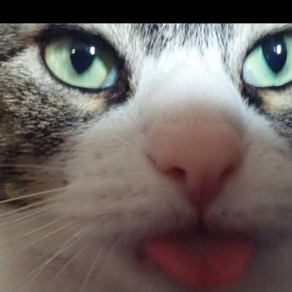 Meet your Posher, Lacey - Picture 1 of 6